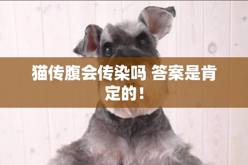 貓傳腹會傳染嗎 答案是肯定的！