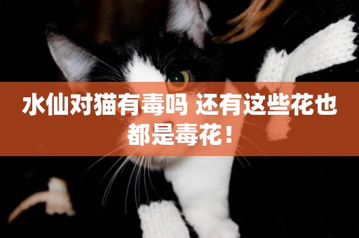 水仙對貓有毒嗎 還有這些花也都是毒花！