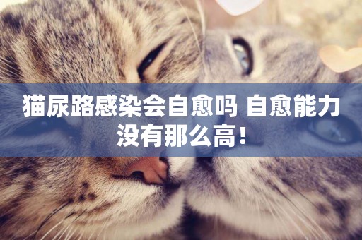 貓尿路感染會自愈嗎 自愈能力沒有那么高！
