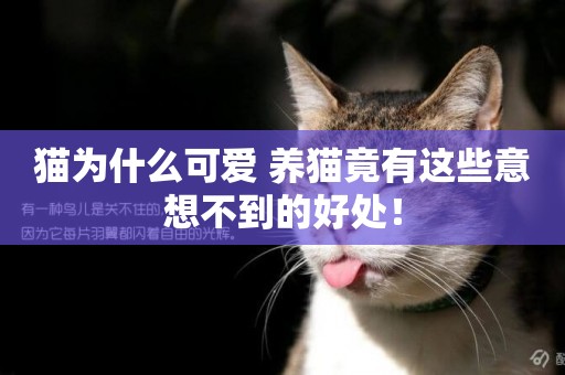 貓為什么可愛 養貓竟有這些意想不到的好處！