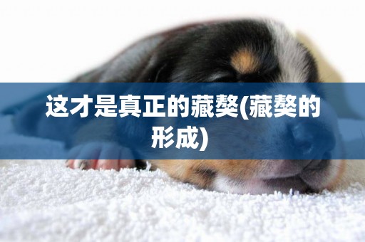 這才是真正的藏獒(藏獒的形成) 