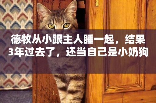 德牧從小跟主人睡一起，結果3年過去了，還當自己是小奶狗 