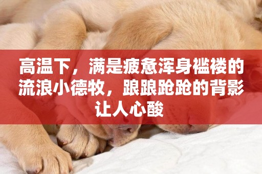 高溫下，滿是疲憊渾身襤褸的流浪小德牧，踉踉蹌蹌的背影讓人心酸 
