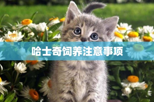 哈士奇飼養注意事項