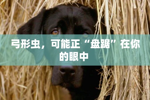 弓形蟲，可能正“盤踞”在你的眼中 