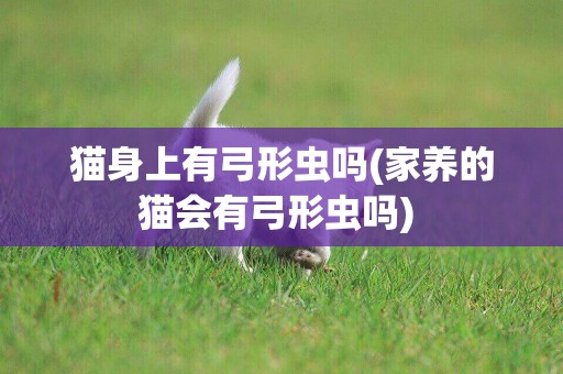 貓身上有弓形蟲嗎(家養的貓會有弓形蟲嗎) 
