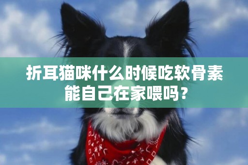 折耳貓咪什么時候吃軟骨素 能自己在家喂嗎？