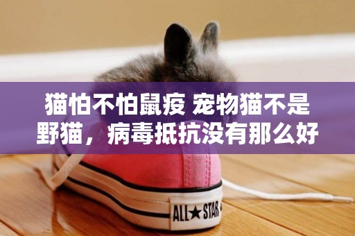 貓怕不怕鼠疫 寵物貓不是野貓，病毒抵抗沒有那么好