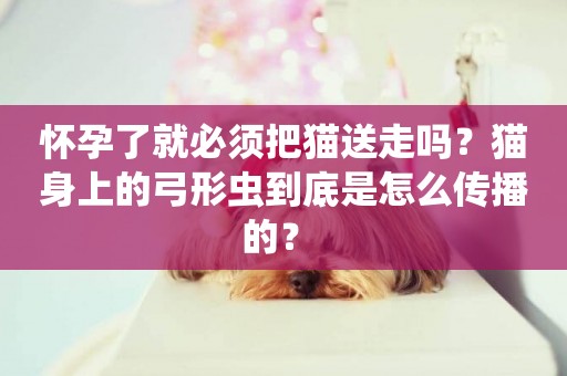 懷孕了就必須把貓送走嗎？貓身上的弓形蟲到底是怎么傳播的？ 