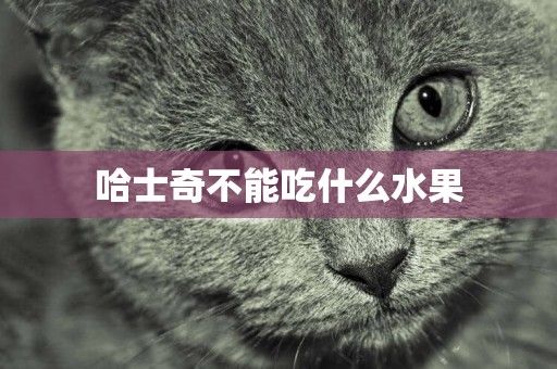 哈士奇不能吃什么水果