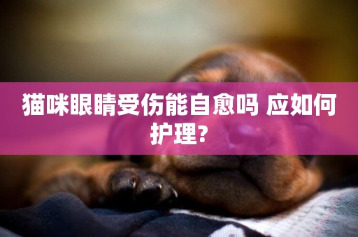 貓咪眼睛受傷能自愈嗎 應如何護理?