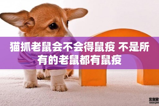 貓抓老鼠會不會得鼠疫 不是所有的老鼠都有鼠疫