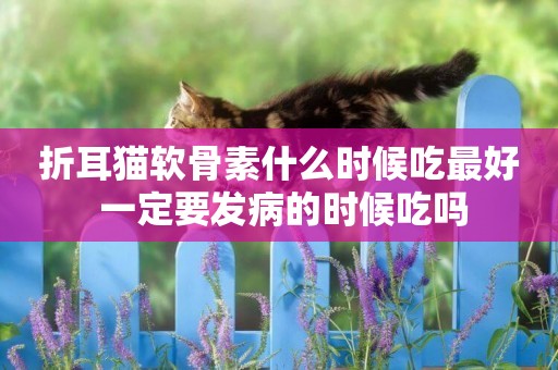 折耳貓軟骨素什么時候吃最好 一定要發病的時候吃嗎