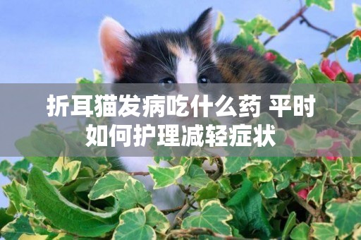 折耳貓發病吃什么藥 平時如何護理減輕癥狀 折耳貓發病吃什么藥 平時如何護理減輕癥狀