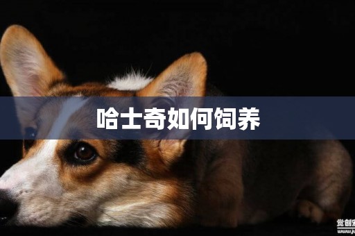 哈士奇如何飼養