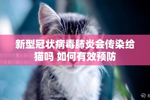 新型冠狀病毒肺炎會傳染給貓嗎 如何有效預防