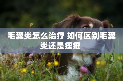 毛囊炎怎么治療 如何區別毛囊炎還是痤瘡 