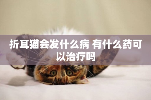 折耳貓會發什么病 有什么藥可以治療嗎