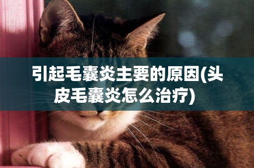引起毛囊炎主要的原因(頭皮毛囊炎怎么治療) 