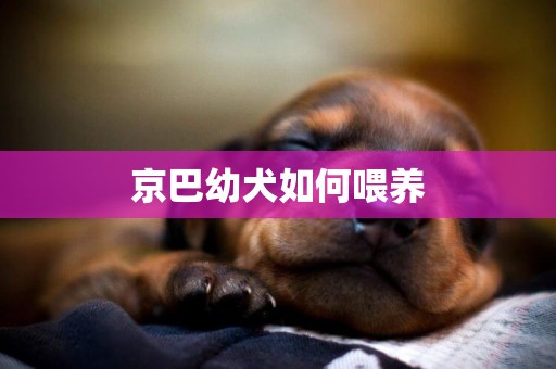 京巴幼犬如何喂養