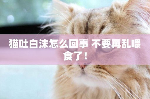 貓吐白沫怎么回事 不要再亂喂食了！
