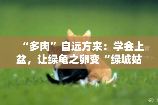 “多肉”自遠方來：學會上盆，讓綠龜之卵變“綠城姑娘” 