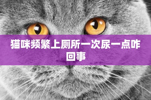 貓咪頻繁上廁所一次尿一點咋回事