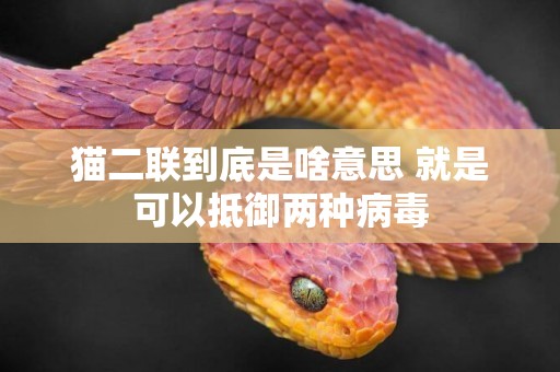 貓二聯到底是啥意思 就是可以抵御兩種病毒