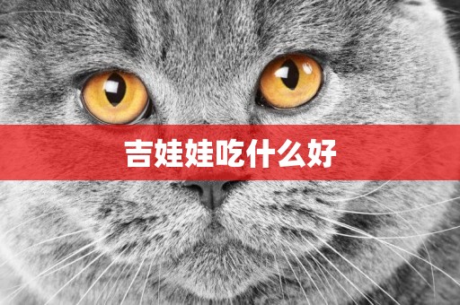 吉娃娃吃什么好