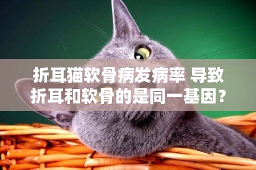 折耳貓軟骨病發病率 導致折耳和軟骨的是同一基因？