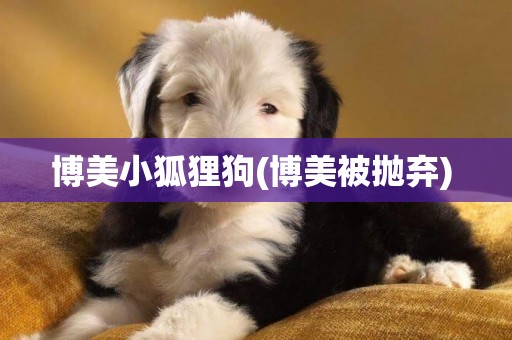 博美小狐貍狗(博美被拋棄) 