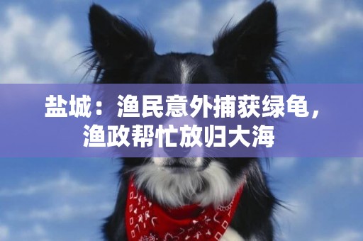鹽城：漁民意外捕獲綠龜，漁政幫忙放歸大海 