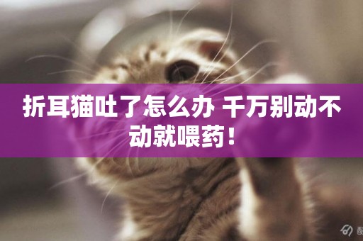 折耳貓吐了怎么辦 千萬別動不動就喂藥! 折耳貓吐了怎么辦 千萬別動不動就喂藥!