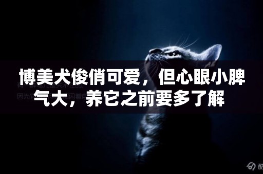 博美犬俊俏可愛，但心眼小脾氣大，養它之前要多了解 