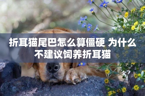 折耳貓尾巴怎么算僵硬 為什么不建議飼養折耳貓 折耳貓尾巴怎么算僵硬 為什么不建議飼養折耳貓