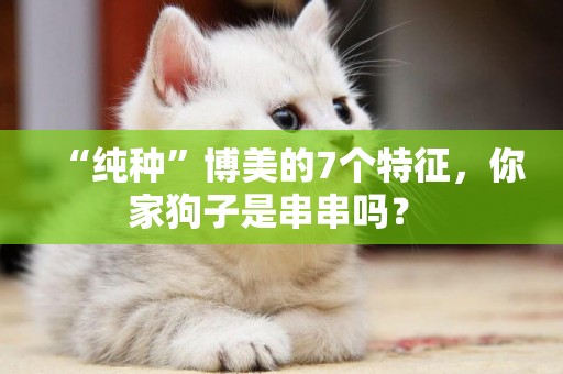 “純種”博美的7個特征，你家狗子是串串嗎？ 