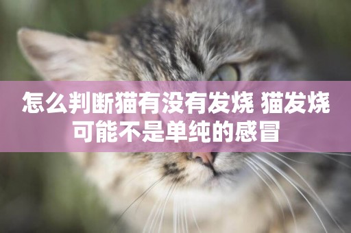 怎么判斷貓有沒有發燒 貓發燒可能不是單純的感冒
