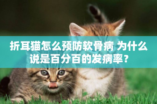 折耳貓怎么預防軟骨病 為什么說是百分百的發病率? 折耳貓怎么預防軟骨病 為什么說是百分百的發病率?