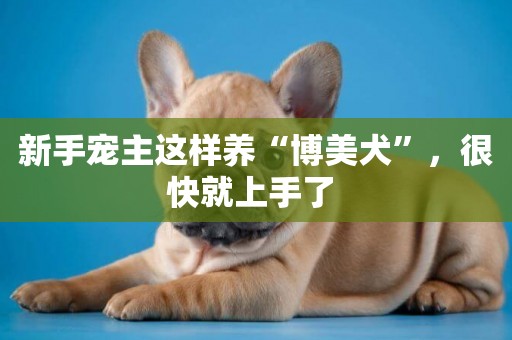 新手寵主這樣養“博美犬”，很快就上手了 