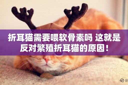 折耳貓需要喂軟骨素嗎 這就是反對繁殖折耳貓的原因！