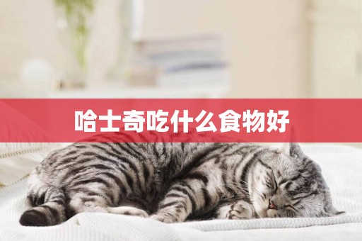 哈士奇吃什么食物好