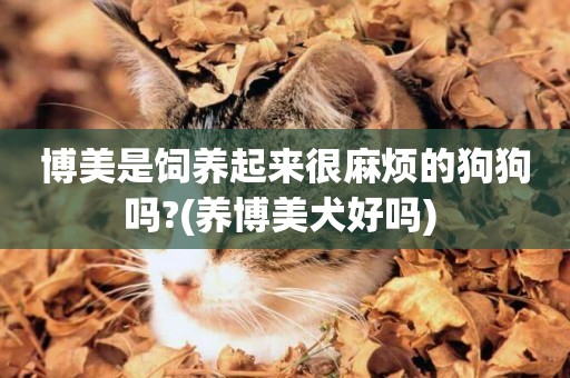 博美是飼養起來很麻煩的狗狗嗎?(養博美犬好嗎) 