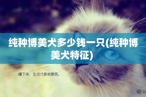 純種博美犬多少錢一只(純種博美犬特征) 