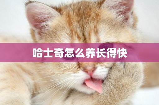 哈士奇怎么養長得快