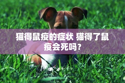 貓得鼠疫的癥狀 貓得了鼠疫會死嗎？