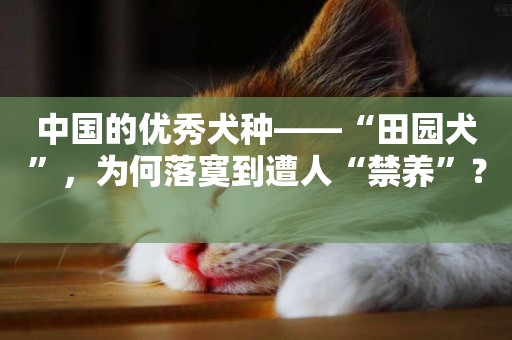 中國的優秀犬種——“田園犬”，為何落寞到遭人“禁養”？ 