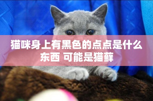 貓咪身上有黑色的點點是什么東西 可能是貓蘚 貓咪身上有黑色的點點是什么東西 可能是貓蘚