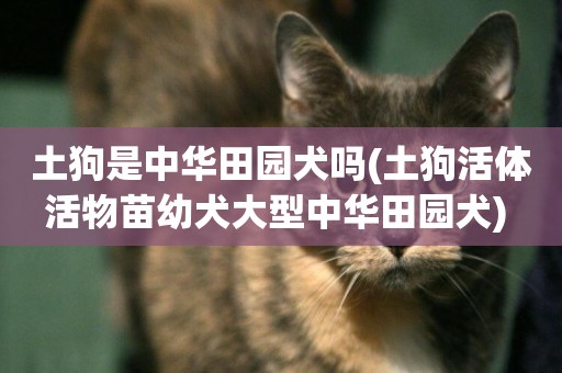 土狗是中華田園犬嗎(土狗活體活物苗幼犬大型中華田園犬) 