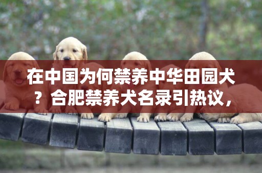 在中國為何禁養中華田園犬？合肥禁養犬名錄引熱議，約40個犬種被禁養 
