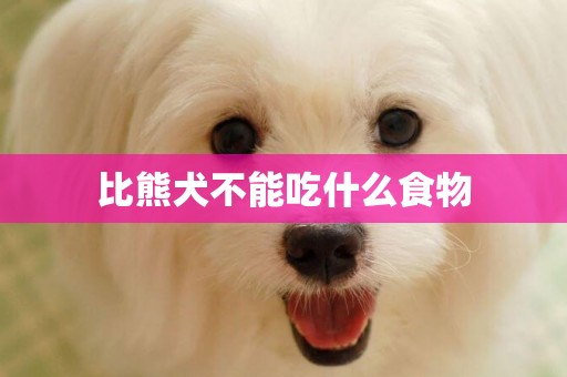 比熊犬不能吃什么食物